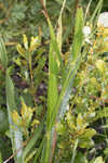 Southern rattlesnake master